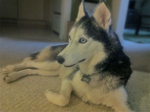 Kiba